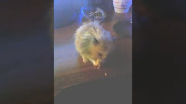 Хомяк ) смотреть онлайн