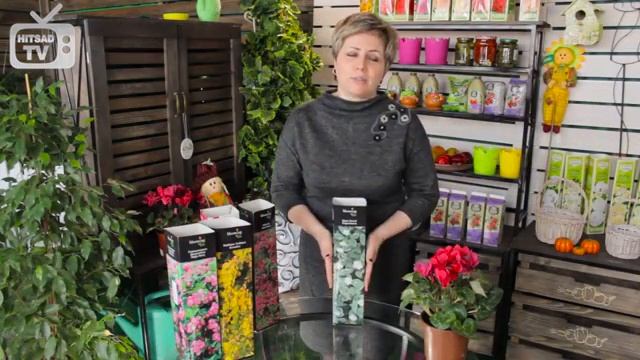 Что посадить в саду? ? Дерен элегантиссима ➡ Обзор эксперта HitsadTV