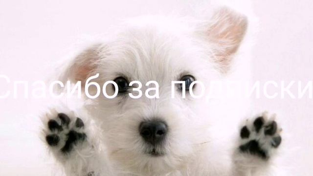 Спасибо за подписки! смотреть онлайн
