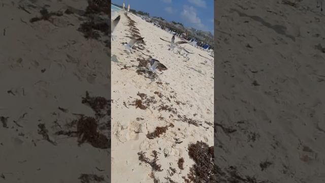 Куба 8 марта 2021.Кайо коко остров.Чайки смотреть онлайн