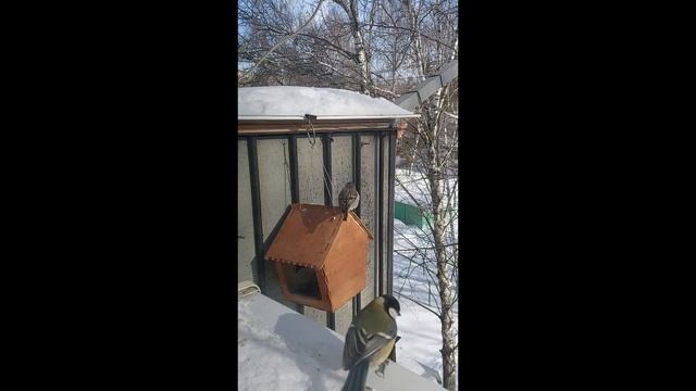 Боевая птица чечетка смотреть онлайн