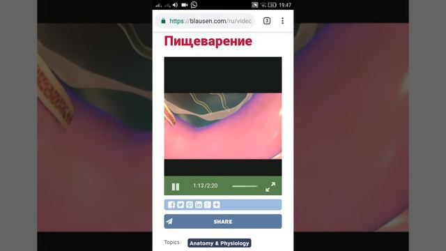 Процесс пищеварения смотреть онлайн