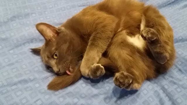 Мина - уютное существо )🐱 смотреть онлайн