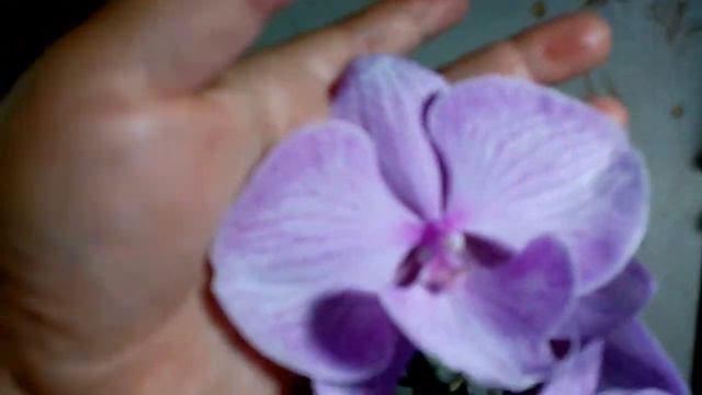 Miki Rhythm Dancer '115' Phal Charming Panda '1224' смотреть онлайн