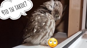 Сыч Лучик прилетает на руку за едой. Плохая погода к этому располагает