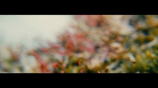 Природа 4k смотреть онлайн