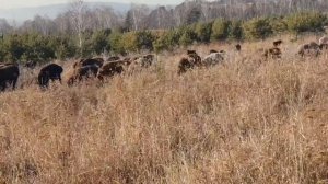 Приехали гости ▶ Выбираем баранов на племя