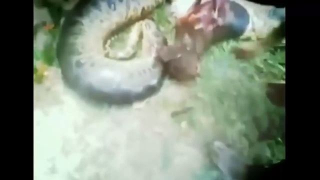 Most Amazing anaconda Attacks Anaconda Vs Dog, Anaconda Vs Deer, python смотреть онлайн