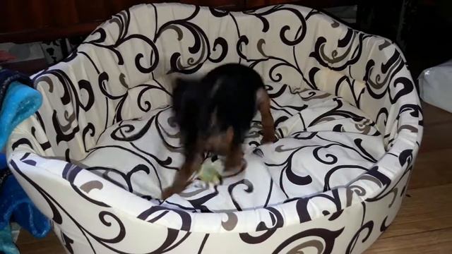 Цвергпинчер Марвэл, 1.5 месяца. Другому не сумно і самому )))) смотреть онлайн