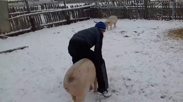 Володя оседлал свинью смотреть онлайн