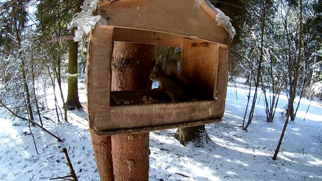 Синица пролетела мимо белки HD. Окружающий мир Королева. смотреть онлайн