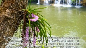 ПРЕЗЕНТАЦИЯ "видоизменения корней" 6 класс БИОЛОГИЯ