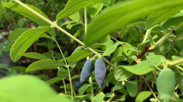 Созревает канадская красавица Аврора. 06.06.22