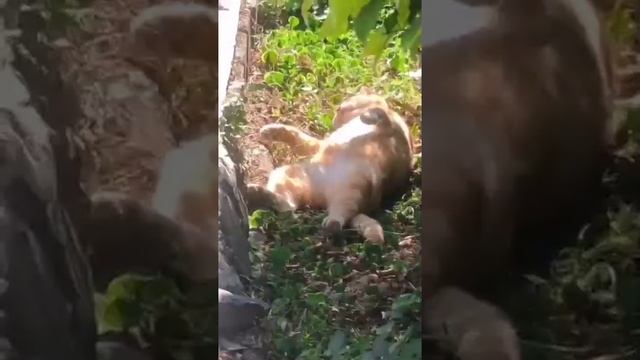 Видео,приколы,юмор,смех смотреть онлайн