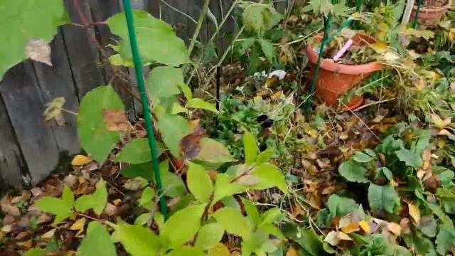 Какие цветы можно посадить осенью? смотреть онлайн