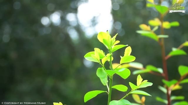 Beautiful Morning Music - Positive Energy Meditation Music For Stress Relief, Study, Wake Up, Relax смотреть онлайн
