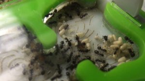 Lasius niger (обзор) моя коллекция