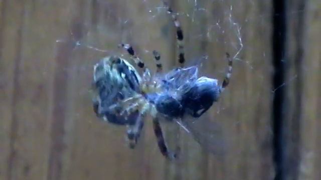 Паук поймал муху