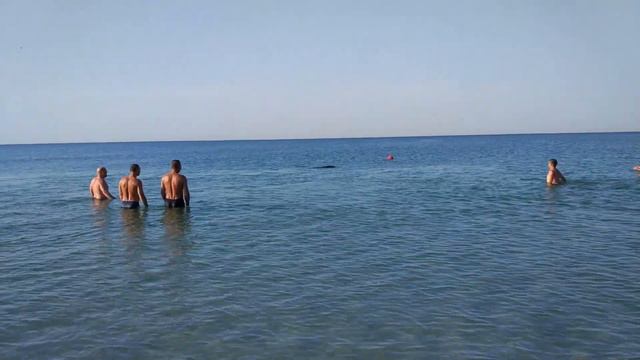 Дельфины приплыли на пляж. Железный порт 2018 \ The dolphins sailed to the beach. Iron Port 2018 смотреть онлайн
