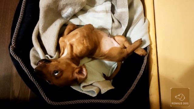 Puppy dachshund. Няшне щеня такси. Міні такса🐕😉😎 смотреть онлайн