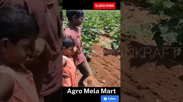 9 hp power weeder back roter 3 @agromelamart смотреть онлайн