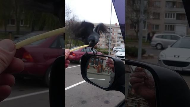 Улетают птицы в тёплые края вот одна не может жирная как я смотреть онлайн