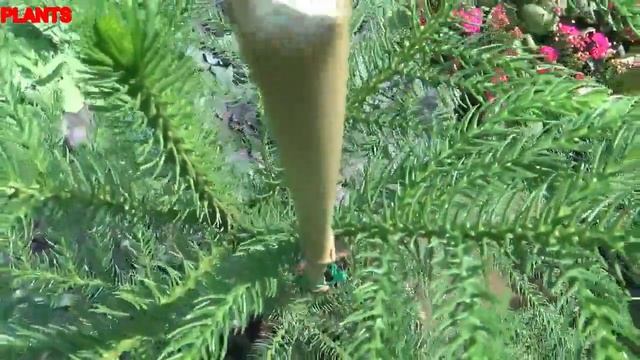 الشوح القوقازي Abies nordmanniana смотреть онлайн