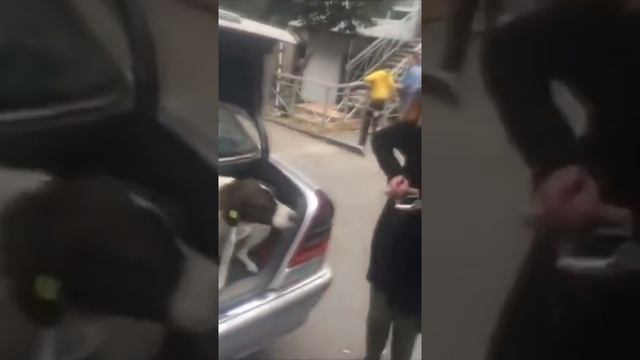 Мужчина из Грузии нашёл свою собаку через три года смотреть онлайн