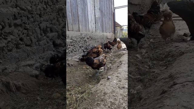 Куры Падуан золотой птицеводство смотреть онлайн