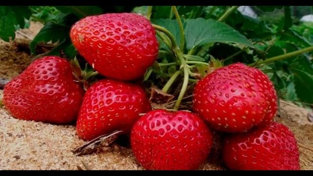 Клубника – уход весной, советы садоводов смотреть онлайн
