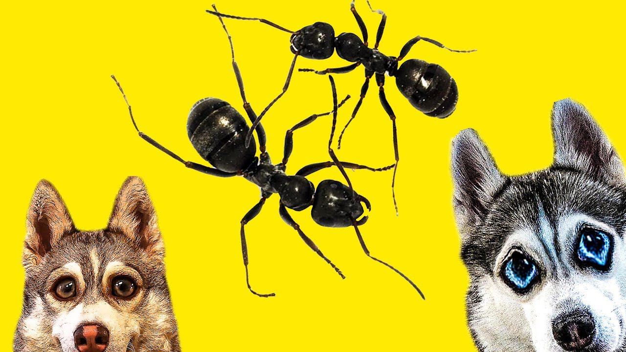 НАПАДЕНИЕ МУРАВЬЕВ!! (Хаски Бандит) Говорящая собака Dogvlog смотреть онлайн
