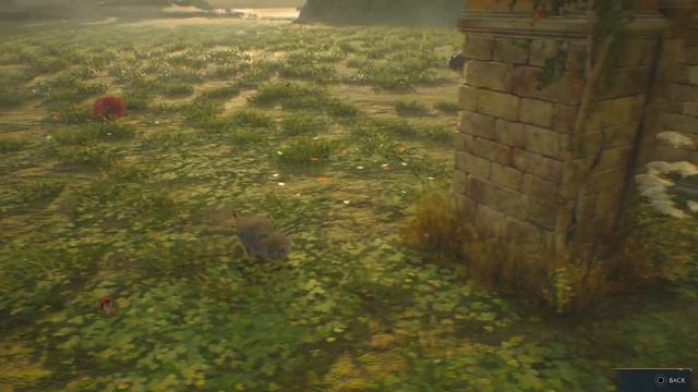Hogwarts Legacy Kneazle Offspring is so Cute! смотреть онлайн