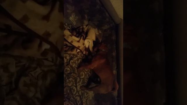 незнаю что с ним делать, каждый вечер. ищу молодую суку шарпей молодой .г Сумы. смотреть онлайн