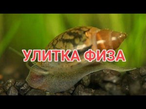 УЛИТКА ФИЗА. ПОЛЬЗА ИЛИ ВРЕД В АКВАРИУМЕ