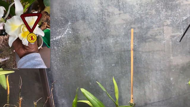 FRIDAY’S MOST FRAGRANGEST ORCHID IN MY COLLECTION… right now #orchids. #fragrantorchids смотреть онлайн