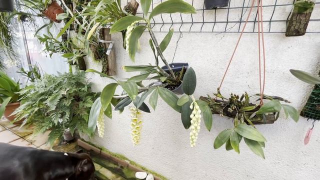DENDROBIUM DENSIFLORUM (LA ORQUIDEA MAGICA) смотреть онлайн