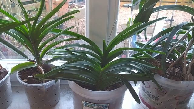 Ванда успешная реанимация смотреть онлайн