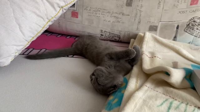 У НАС ПОПОЛНЕНИЕ!!! ❤️ Подарила котёнка маме смотреть онлайн