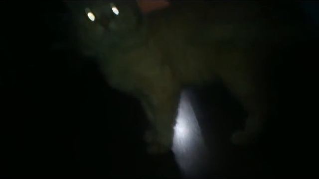 Cat Launch control смотреть онлайн