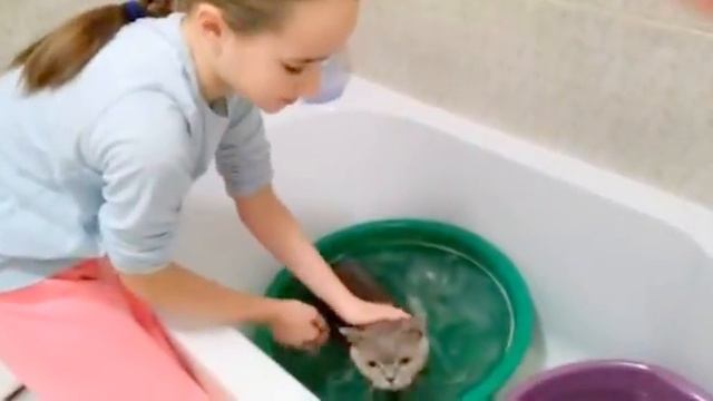 Салон красоты для котиков. Советы по уходу за животными. смотреть онлайн