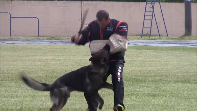 Wodin vom Gleisdreieck C-85 IPO-1 Kinologprofi Cup, Belarus смотреть онлайн