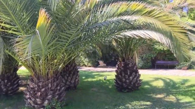 Сочи. Цветущая сакура в центре Сочи. смотреть онлайн