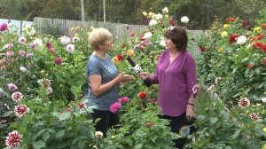 Коллекция сортов георгинов Инны Кутузовой