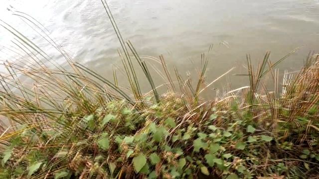 ВОТ ЭТО РЫБАЛКА! ПОСВЯЩАЕТСЯ ЛЮБИМОМУ БРАТУ! СУДАК, КАРАСЬ, ЛЕЩ! смотреть онлайн