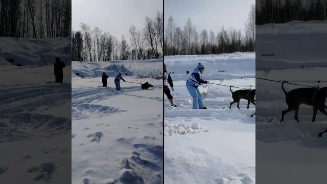 Охотничий биатлон с ох. собаками 2019 Челябинск смотреть онлайн
