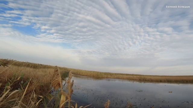 УТКИ САДЯТСЯ на ГОЛОВУ! ПЕРЕЛЁТ НАЧАЛСЯ.???#охотанаутку #краснодарскийкрай смотреть онлайн