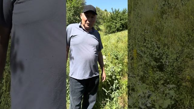 Жабайы жалбыз арқылы бауыр,өт асқазан емдеу жолдары . Жалбыз пайдасы смотреть онлайн