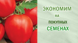 Как экономить при покупке семян. Томат "детская сладость".Обзор. Экономия семейного бюджета.