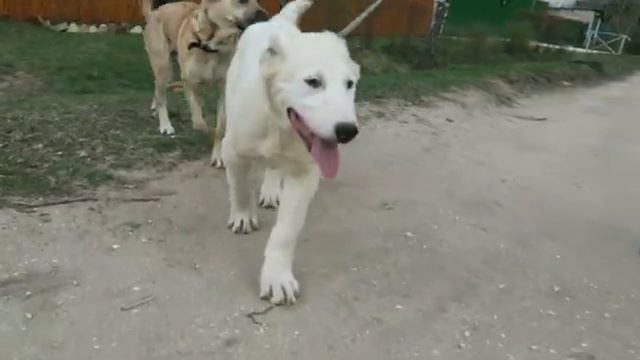 Чакан в 4 мес. Щенок алабая только приехал из Туркмении. смотреть онлайн