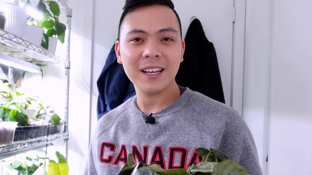 Houseplant Tour | Spring Plant Collection 2022 ? (Part 2) Monstera, Philodendron, Anthurium, Hoya ? смотреть онлайн